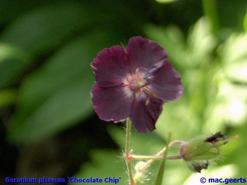 Geranium phaeum 'Chocolate Chip'